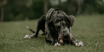 Large deep‑chested dog looking uneasy, with a slightly swollen abdomen, in a cozy living room