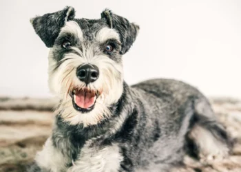 Miniature Schnauzer with a soft, honking sound while panting, showing early laryngeal collapse signs