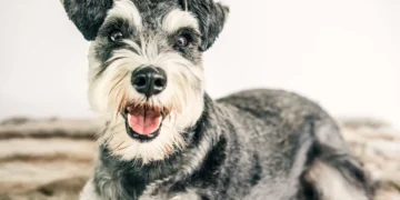 Miniature Schnauzer with a soft, honking sound while panting, showing early laryngeal collapse signs