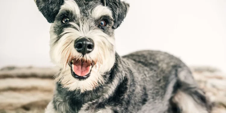 Miniature Schnauzer with a soft, honking sound while panting, showing early laryngeal collapse signs
