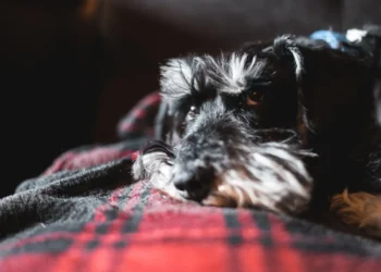 Miniature Schnauzer puppy lying on a soft rug, looking uneasy with a slight limp