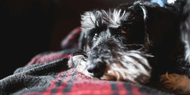 Miniature Schnauzer puppy lying on a soft rug, looking uneasy with a slight limp