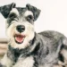 Miniature Schnauzer with a water bowl, looking thirsty, representing a breed prone to kidney stones