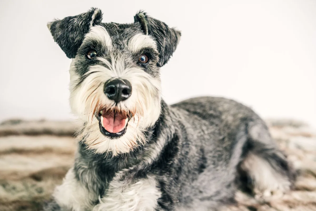 Miniature Schnauzer with a water bowl, looking thirsty, representing a breed prone to kidney stones