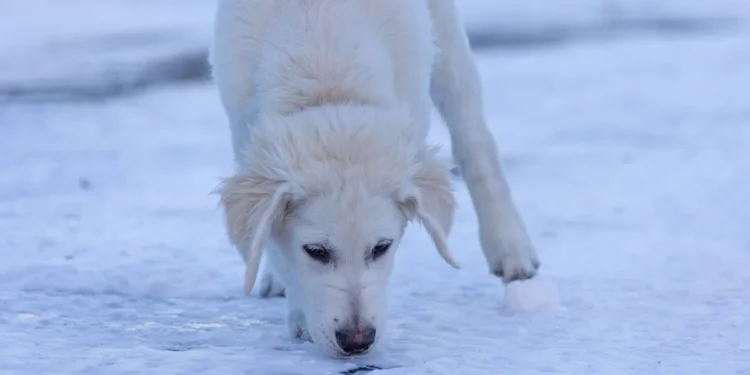 Golden Retriever sitting on kitchen floor, looking pale with drooling, a small white mothball nearby