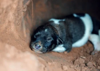 Newborn Labrador puppy with a close‑up of a slightly reddened eye, soft natural light from a window, calm domestic setting