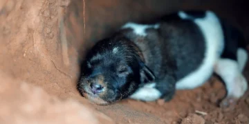 Newborn Labrador puppy with a close‑up of a slightly reddened eye, soft natural light from a window, calm domestic setting