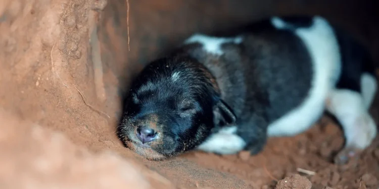 Newborn Labrador puppy with a close‑up of a slightly reddened eye, soft natural light from a window, calm domestic setting