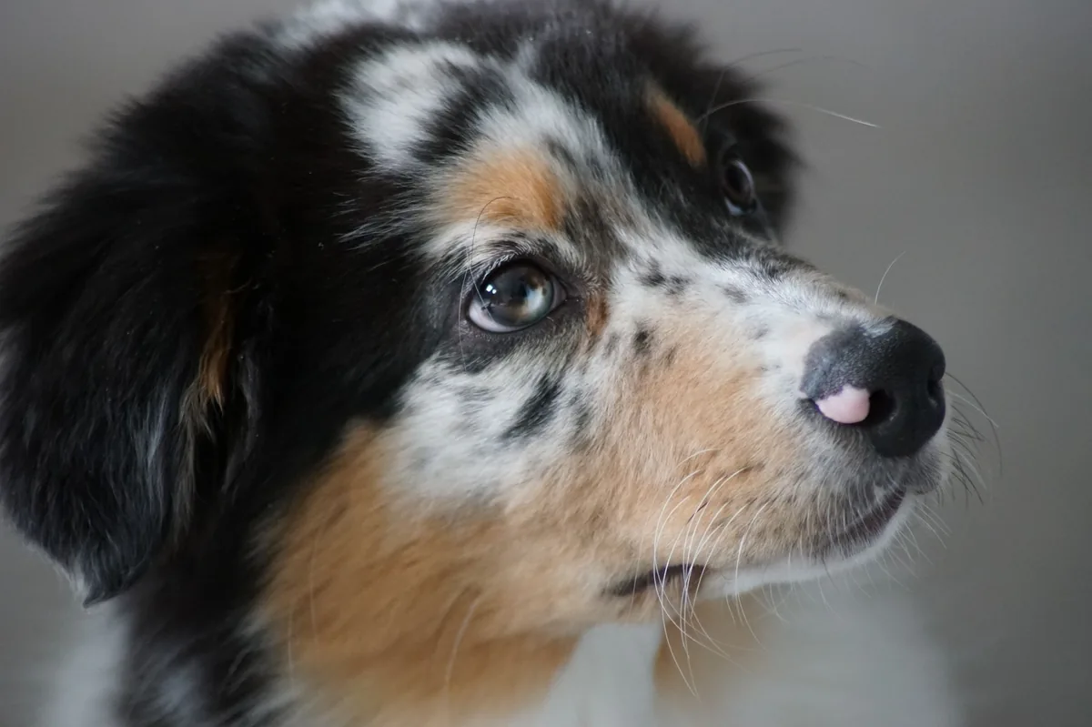 Golden Retriever with a slightly reddened eye, owner gently checking the eye with a fingertip