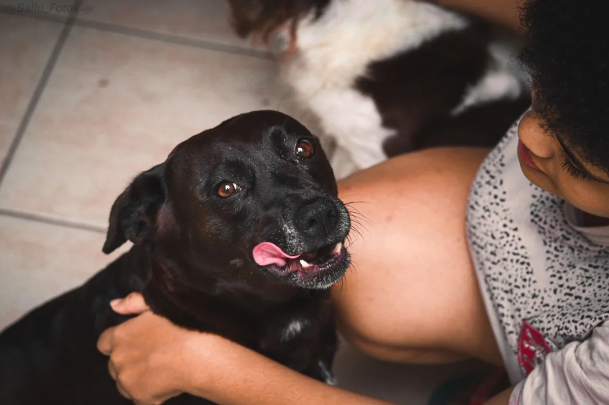 Owner gently wiping a dog's face with a soft towel, checking for drool, bright kitchen background