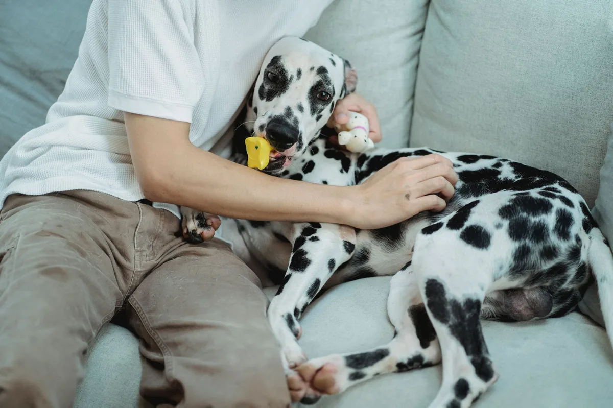 Dog owner gently checking a golden retriever's gum color with a fingertip, demonstrating home health monitoring