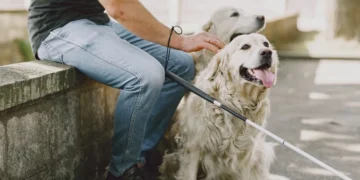 Owner gently checking a golden retriever's hind limbs for muscle tone in a cozy living room