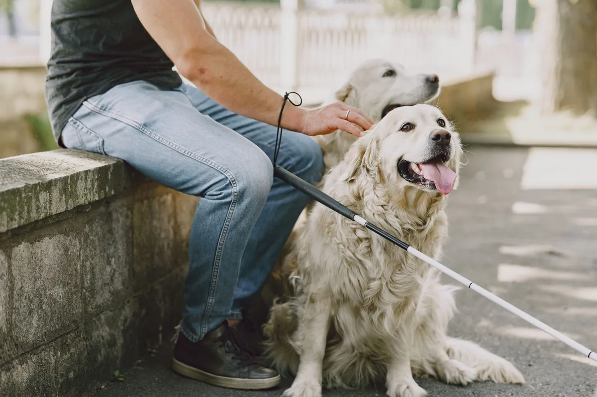 Owner gently checking a golden retriever's hind limbs for muscle tone in a cozy living room