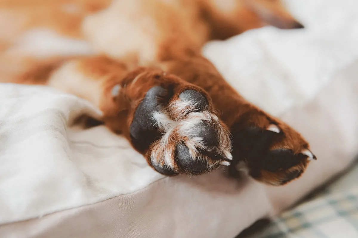 Close‑up of a dog’s paw pad showing darkened skin, owner gently examining with fingertips