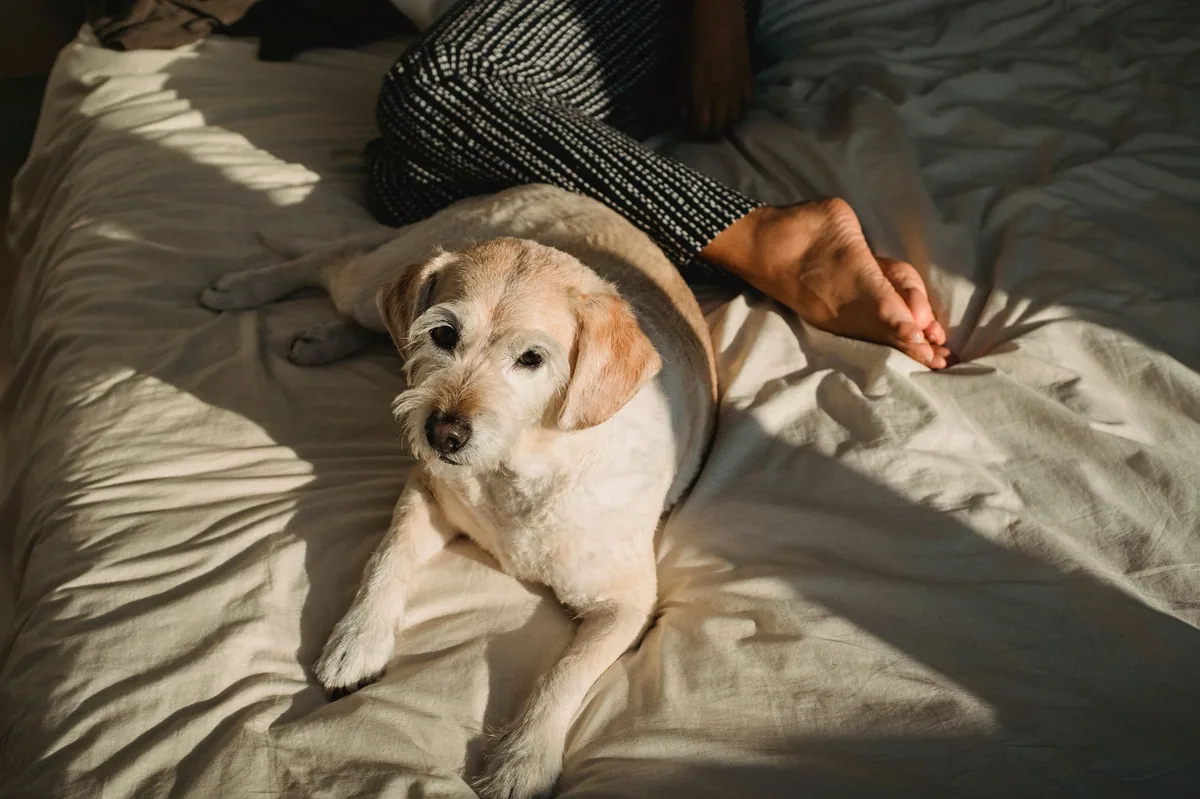 Calm senior mixed‑breed dog resting on a soft dog bed after liver fistula surgery, with a gentle sunlight glow