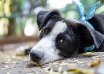 Puppy with a swollen abdomen lying on a soft rug, looking tired but still curious