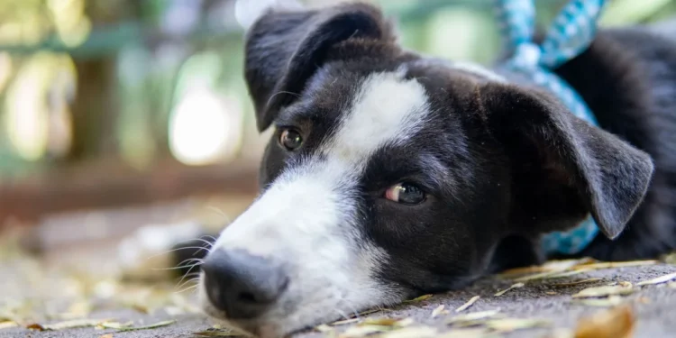 Puppy with a swollen abdomen lying on a soft rug, looking tired but still curious