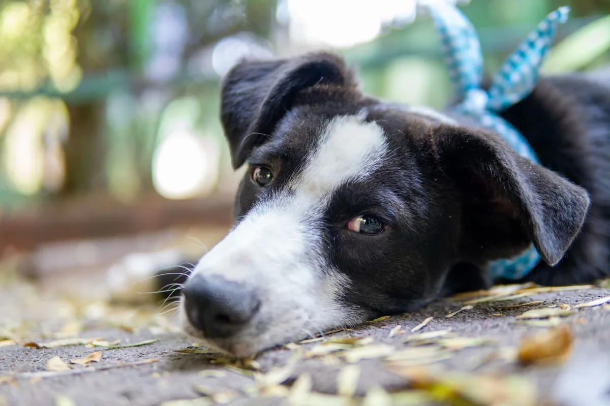 Puppy with a swollen abdomen lying on a soft rug, looking tired but still curious