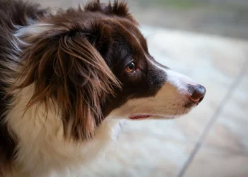 Puppy Border Collie with bright eyes, sitting on a soft rug while a hand gently checks the pupil