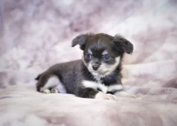 Puppy with a slightly wet nose lying on a soft blanket, looking sleepy but alert
