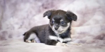 Puppy with a slightly wet nose lying on a soft blanket, looking sleepy but alert