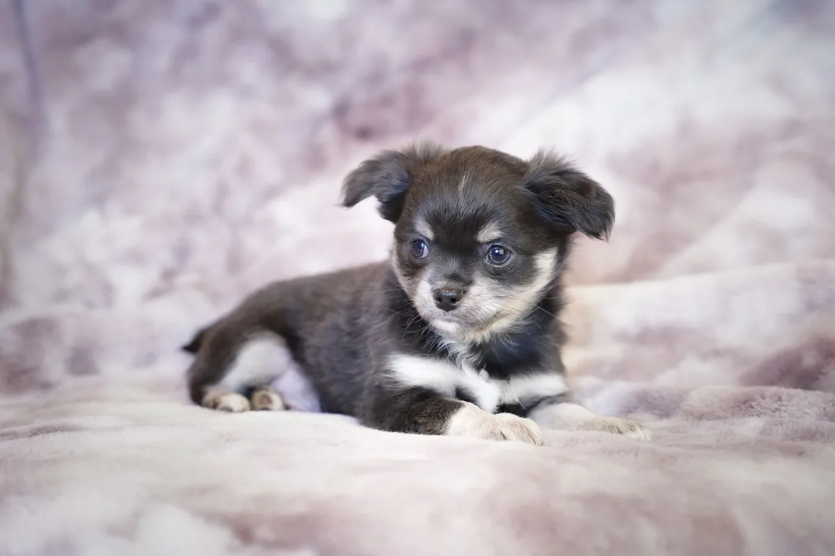 Puppy with a slightly wet nose lying on a soft blanket, looking sleepy but alert