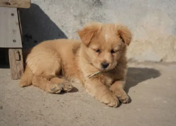 Puppy with drooping jaw and limp gait, looking confused on a living‑room rug