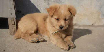 Puppy with drooping jaw and limp gait, looking confused on a living‑room rug