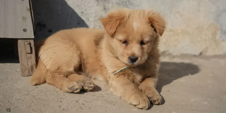 Puppy with drooping jaw and limp gait, looking confused on a living‑room rug