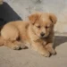 Puppy with drooping jaw and limp gait, looking confused on a living‑room rug