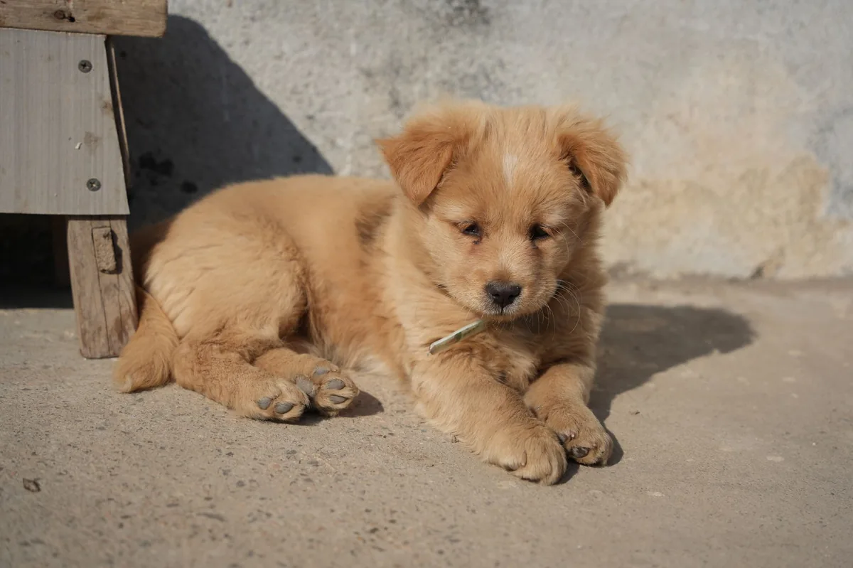 Puppy with drooping jaw and limp gait, looking confused on a living‑room rug