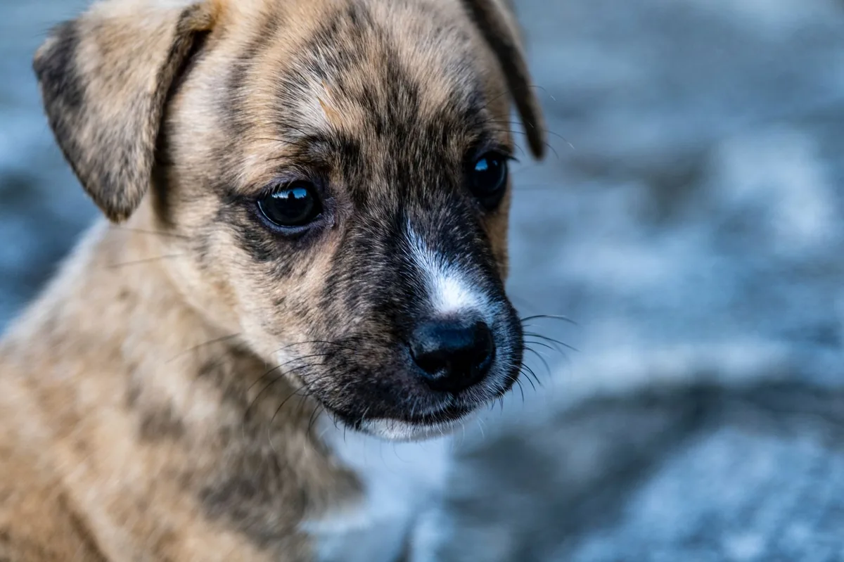 Puppy with a small pink bump on the ear, looking curious but healthy