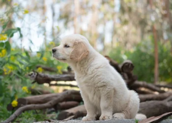 Puppy Golden Retriever lying on a soft rug, looking uncomfortable and holding a swollen front leg