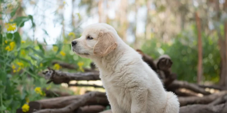 Puppy Golden Retriever lying on a soft rug, looking uncomfortable and holding a swollen front leg