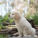 Puppy Golden Retriever lying on a soft rug, looking uncomfortable and holding a swollen front leg