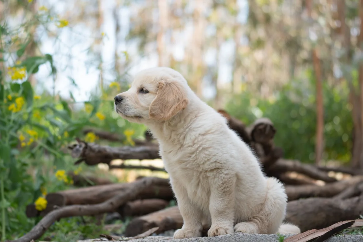 Puppy Golden Retriever lying on a soft rug, looking uncomfortable and holding a swollen front leg