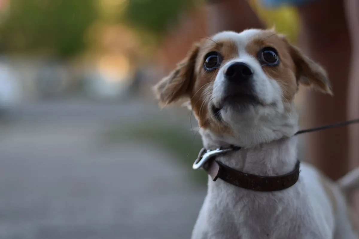 Puppy with a slight head tilt and unsteady gait, looking confused while standing on a soft rug