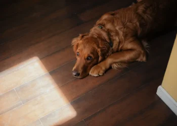 Golden Retriever puppy looking curious beside a kitchen counter with a bowl of kibble and a bottle of medication