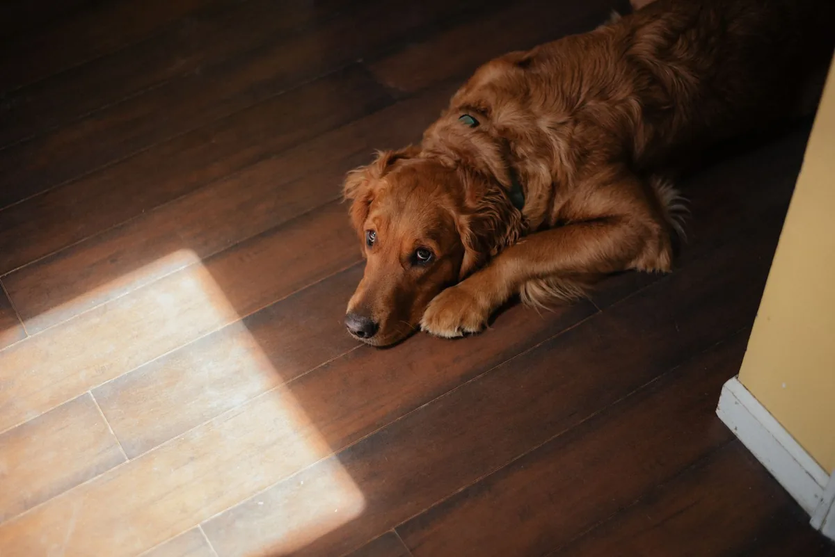 Liver Toxins in Dogs
