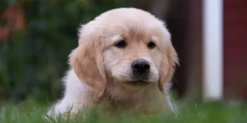 Golden Retriever puppy scratching its back, with visible tiny lice on the fur