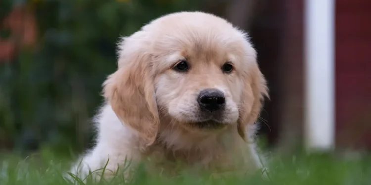 Golden Retriever puppy scratching its back, with visible tiny lice on the fur