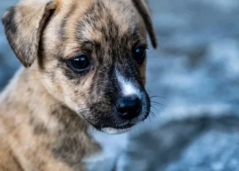 Young mixed‑breed puppy with a slight nasal discharge, lying on a soft blanket in a quiet home setting