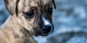 Young mixed‑breed puppy with a slight nasal discharge, lying on a soft blanket in a quiet home setting