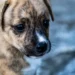 Young mixed‑breed puppy with a slight nasal discharge, lying on a soft blanket in a quiet home setting
