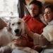 Puppy with pale gums and low energy lying on a soft blanket, owner gently checking the mouth