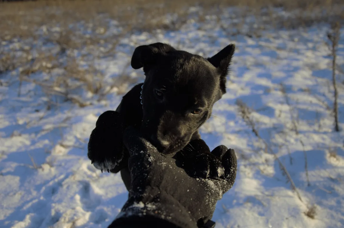 Puppy with a red collar gently checking its gums with a hand, indoor soft lighting, calm atmosphere