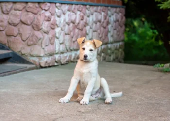 Puppy with a shallow bowl of boiled chicken and rice, looking curious but calm