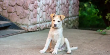 Puppy with a shallow bowl of boiled chicken and rice, looking curious but calm