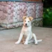 Puppy with a shallow bowl of boiled chicken and rice, looking curious but calm