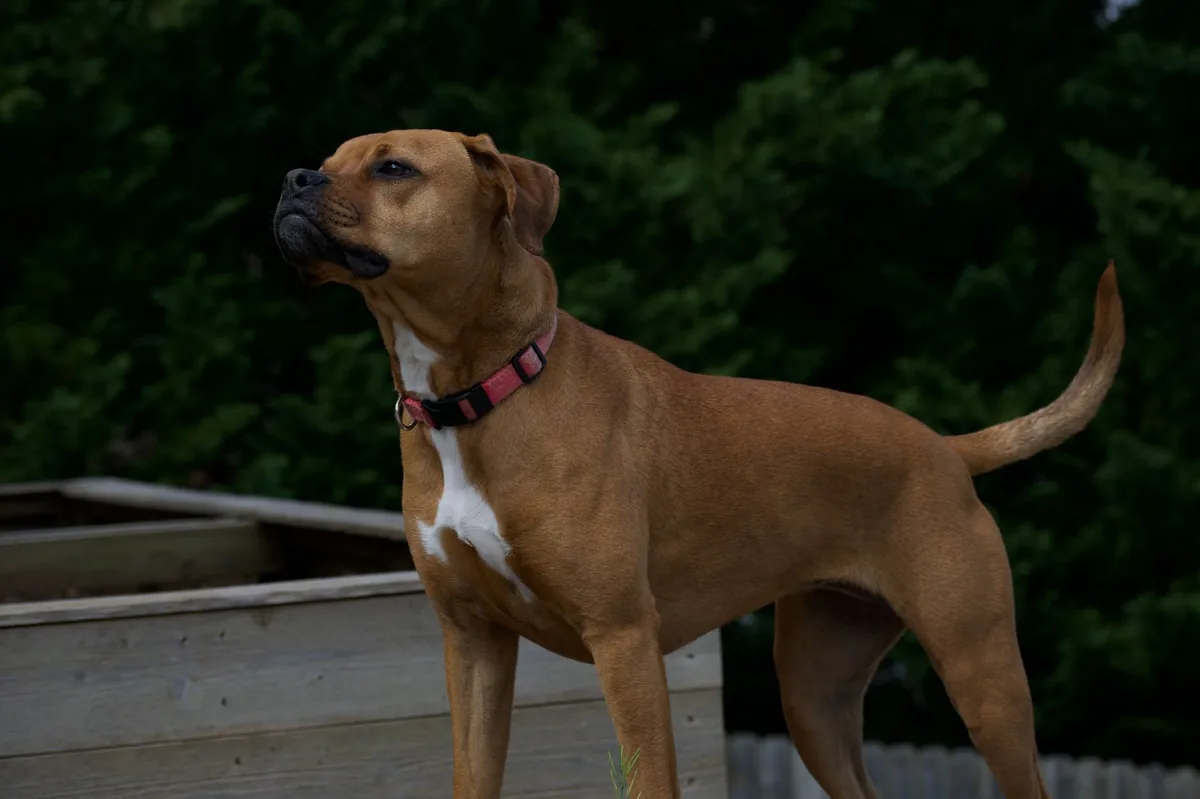 Boxer puppy playing in a backyard with a flea‑tick collar and a shaded garden, bright morning light